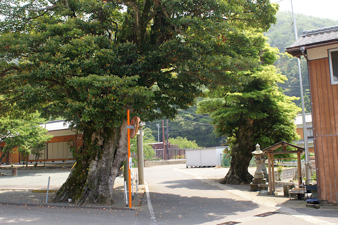 小川神社のタブノキ