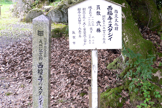 西福寺のスダジイ弐株　説明板と石碑