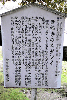 西福寺のスダジイ説明板