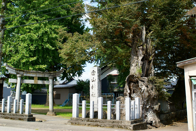 菖蒲池白山神社のケヤキ