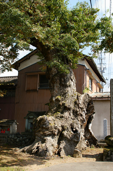 菖蒲池白山神社のケヤキ