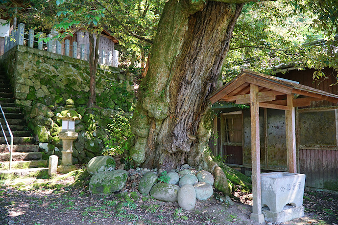 田結神社のスダジイ