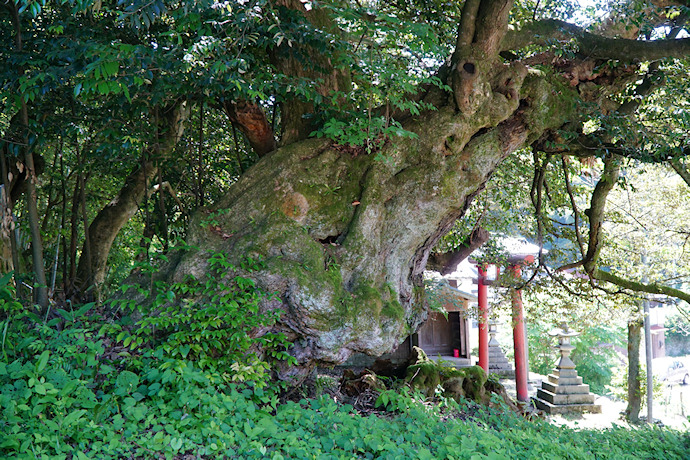 田結神社のスダジイ２