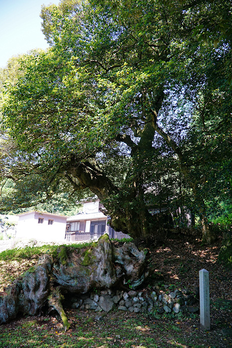 田結神社のスダジイ２