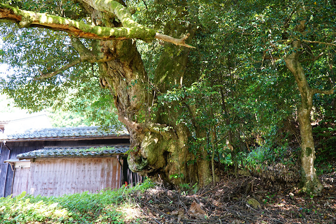 田結神社のスダジイ２