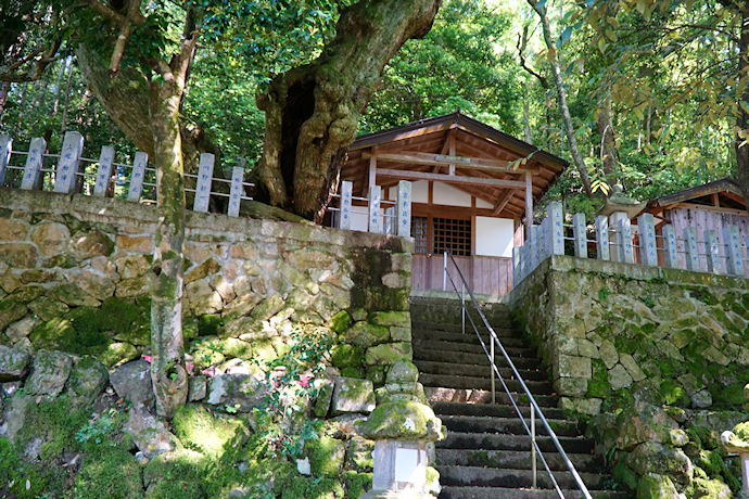 田結神社本殿とスダジイ