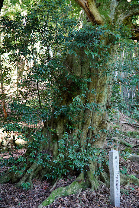 谷八幡神社のスダジイ