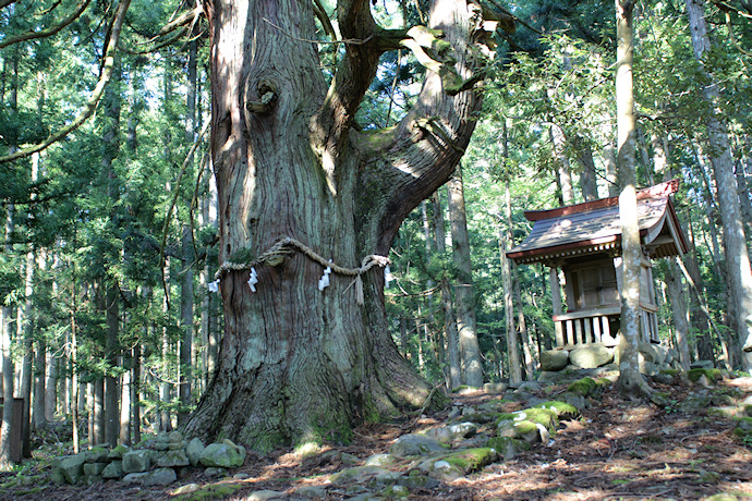 若宮神社の大杉