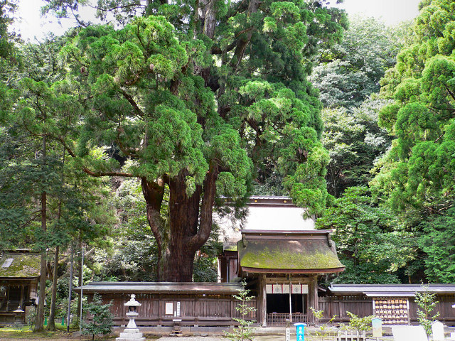 若狭姫神社の千年杉