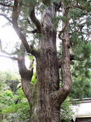 若狭姫神社の千年杉