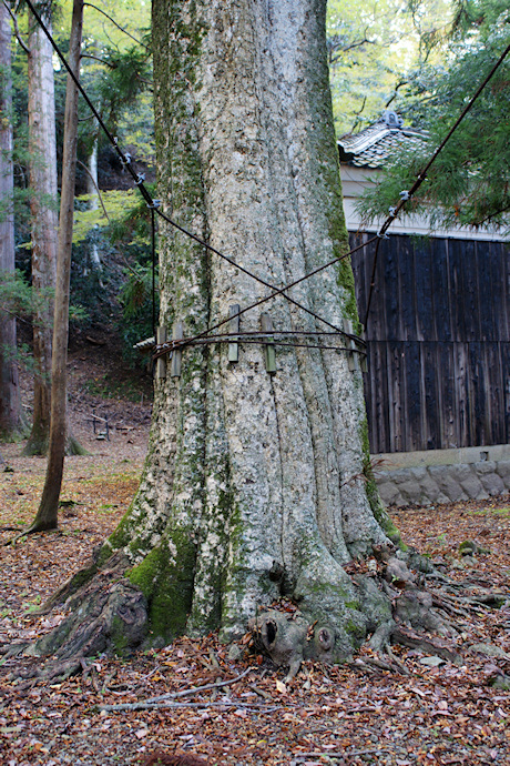 若狭姫神社の巨木