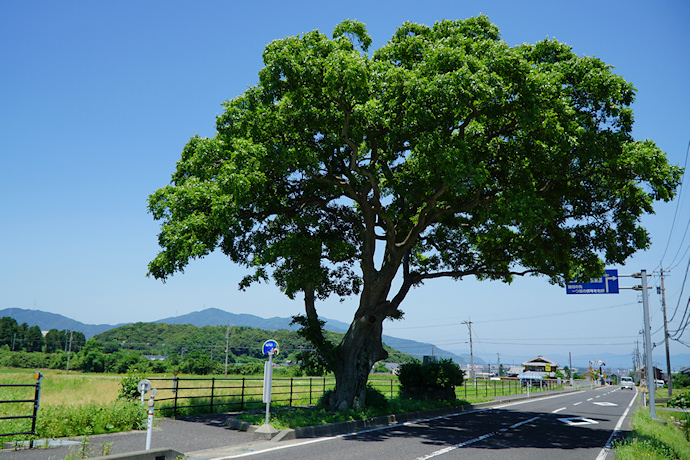 山のエノキ