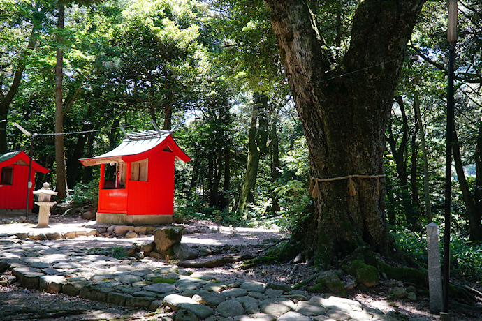 山稲荷神社のウラジロガシ