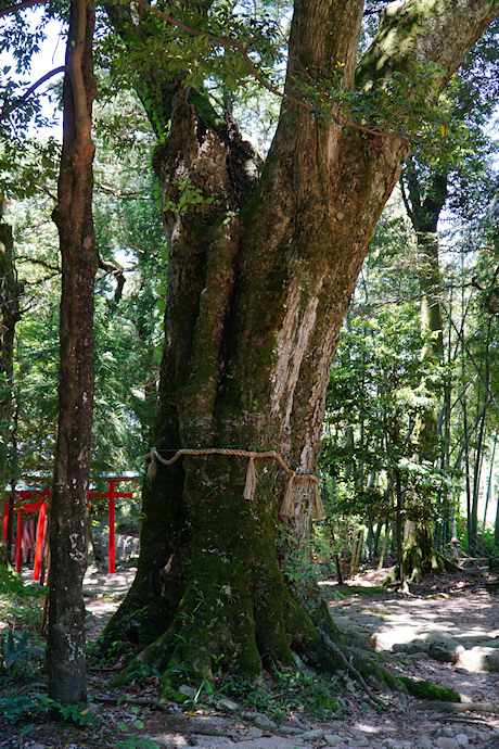 山稲荷神社のウラジロガシ