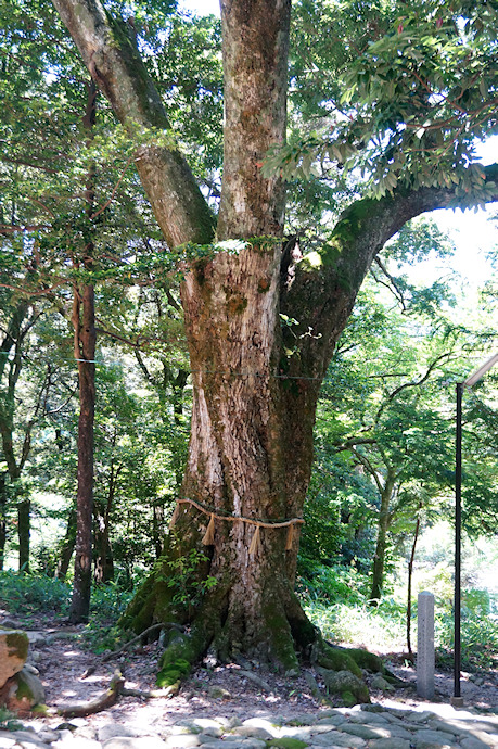 山稲荷神社のウラジロガシ