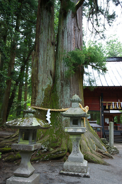 上吉田諏訪神社の大杉