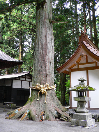 上吉田諏訪神社のスギ