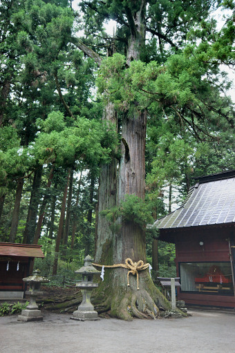 上吉田諏訪神社の大杉