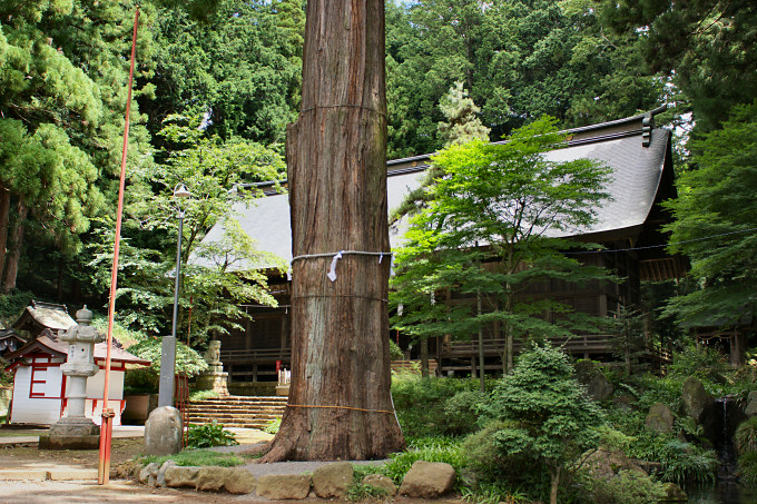 河口浅間神社の七本杉(1)