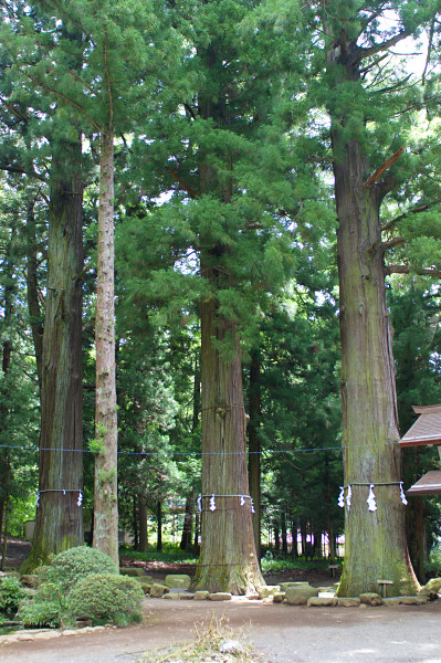河口浅間神社の七本杉（二、三、四）