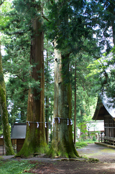 河口浅間神社の七本杉（二柱の杉）