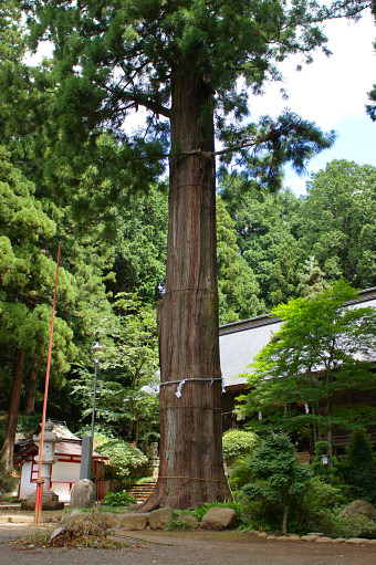 河口浅間神社の七本杉（一）