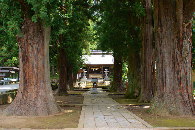 河口浅間神社参道の杉並木