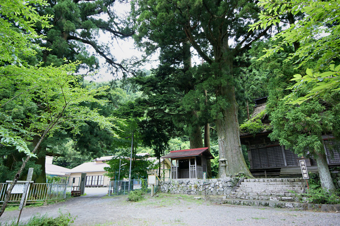 諏訪神社の大杉と精進の大スギ