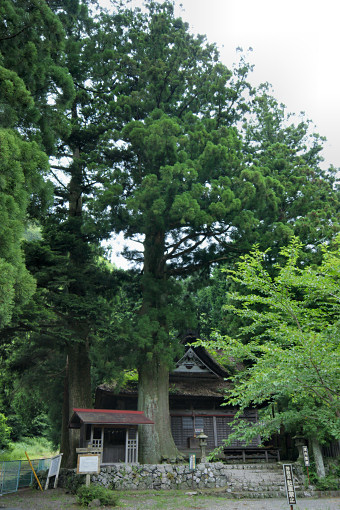 諏訪神社の大杉
