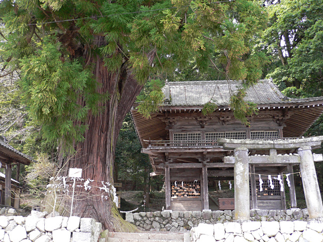武田八幡神社のスギ