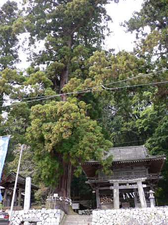 武田八幡神社のスギ（左側）