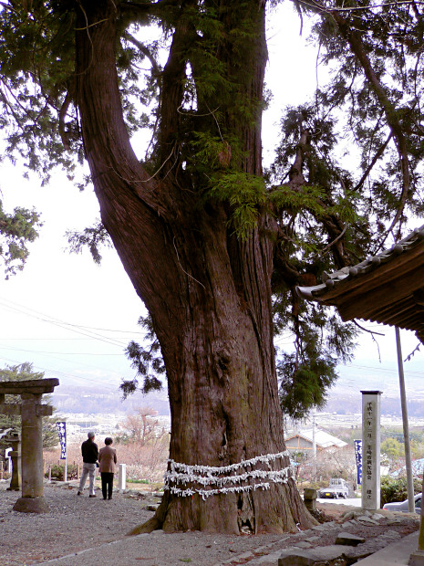 武田八幡神社のスギ