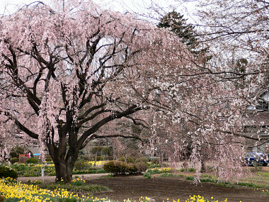 実相寺−久遠寺の枝垂れ桜
