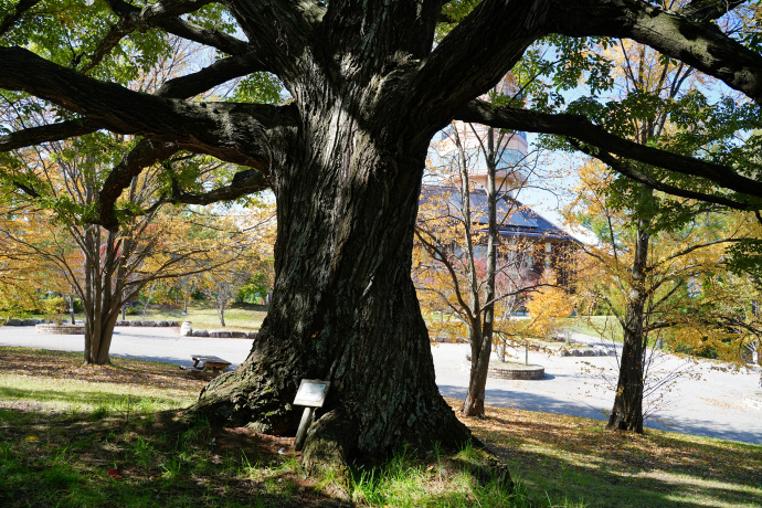 アルプス公園のコナラ