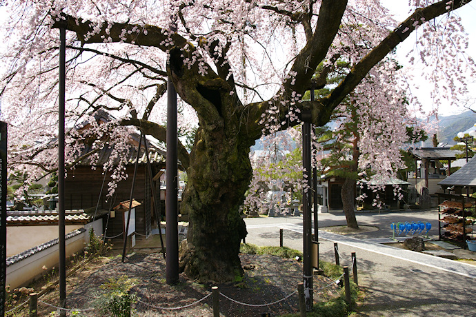 阿弥陀寺のシダレザクラ