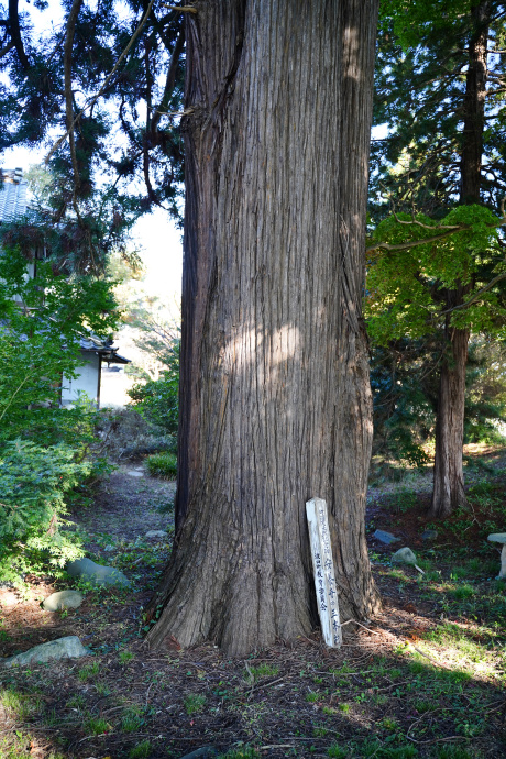 安養寺の三本杉