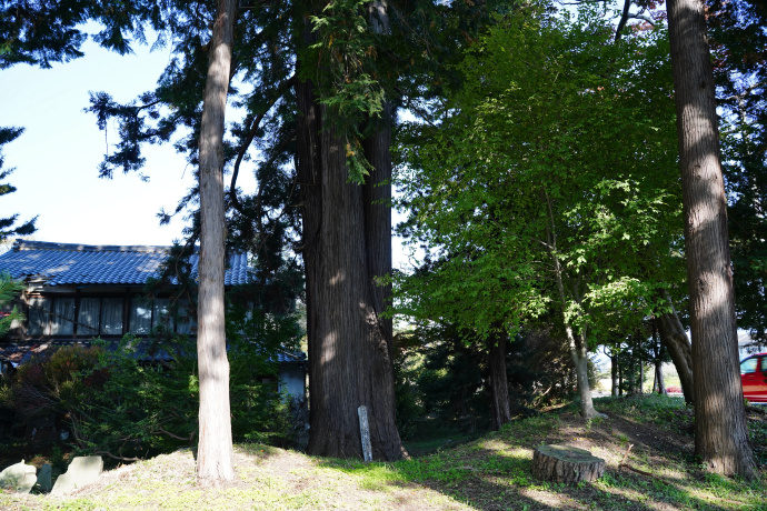 安養寺の三本杉