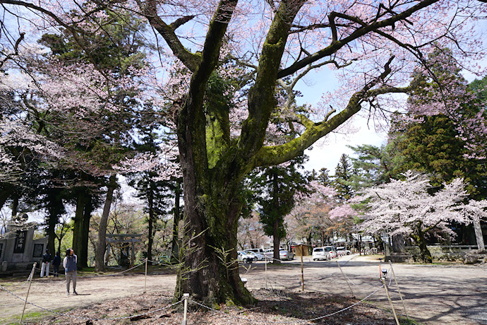 千代蔵桜