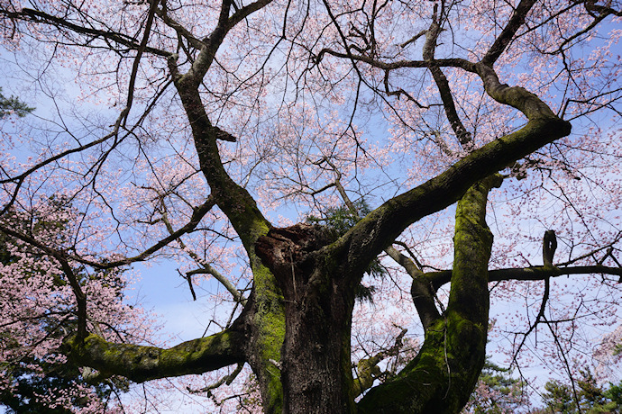 千代蔵桜