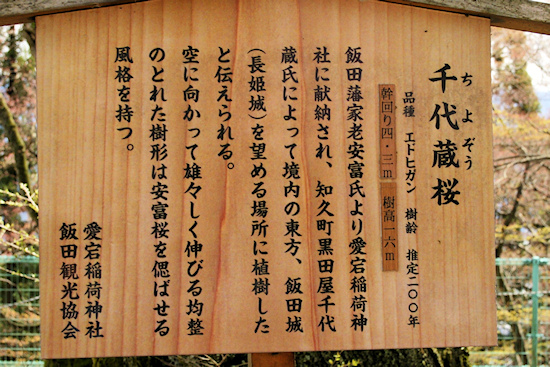 千代蔵桜説明板