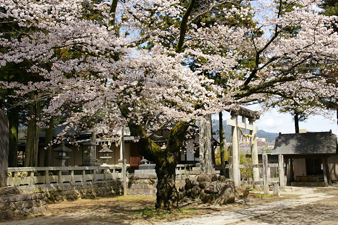 愛宕稲荷神社のエドヒガン