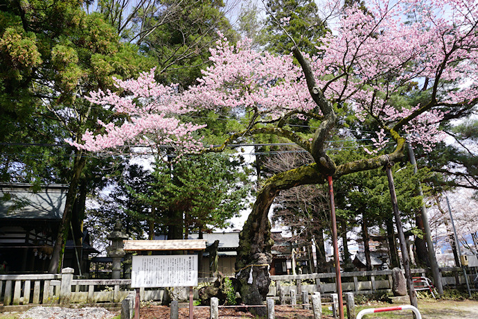 清秀桜