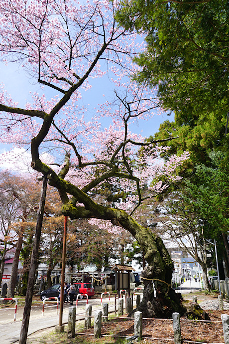 清秀桜