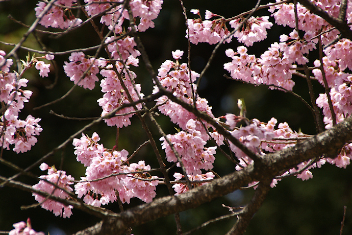 清秀桜