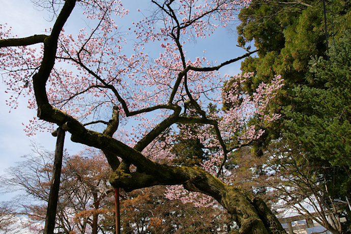 清秀桜