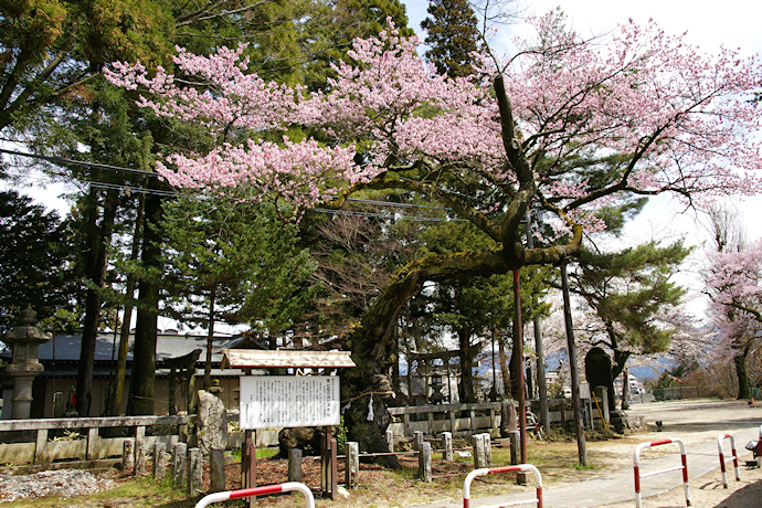 清秀桜