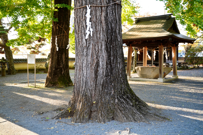 仏法寺のイチョウ