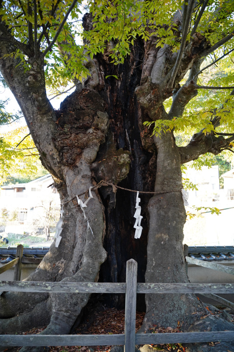 仏法寺のケヤキ