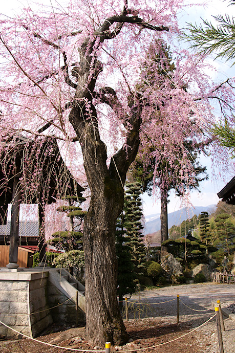 長桂寺の枝垂れ桜