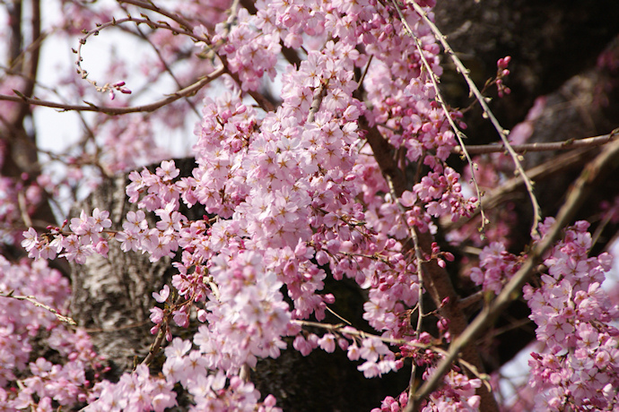 長桂寺の枝垂れ桜